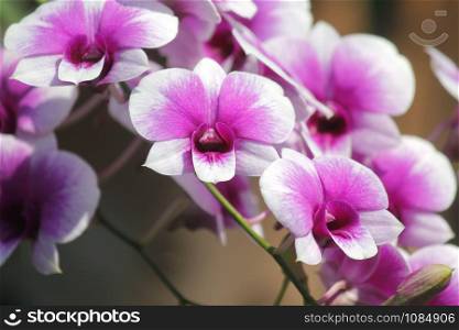 closeup of beautiful orchid flower with nature background