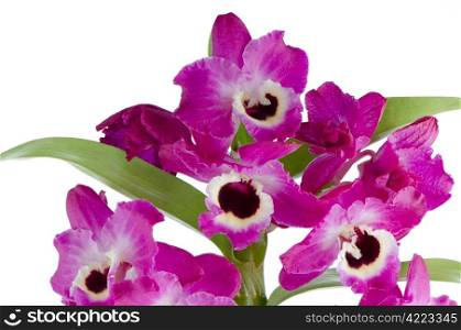 Closeup of beautiful Orchid flowers.
