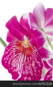 Closeup of beautiful Pansy Orchid - Miltonia Lawless Falls flowers.