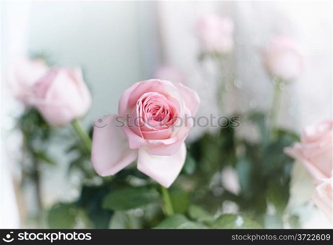 Closeup of beautiful pink roses