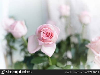 Closeup of beautiful pink roses