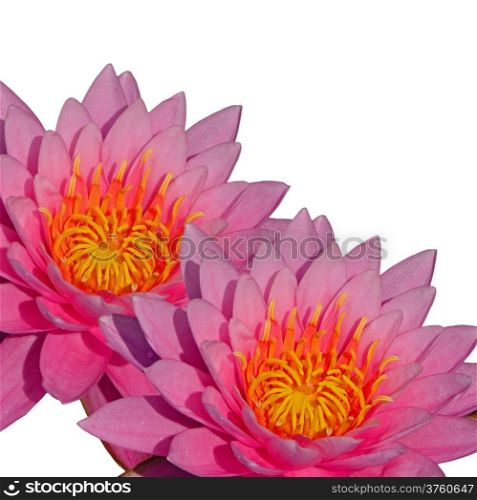 Closeup of beautiful pink waterlily, isolated on a white background