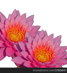 Closeup of beautiful pink waterlily, isolated on a white background