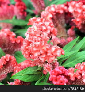 closeup of beautiful plumed cockscomb flower