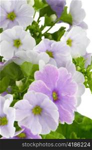Closeup of beautiful purple primrose flowers.
