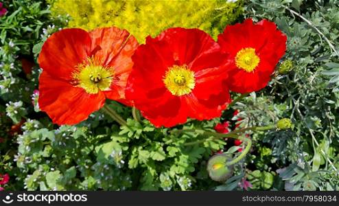 Closeup of beautiful red blooming poppies