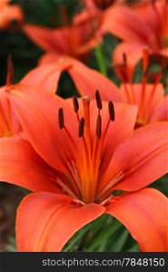Closeup of beautiful red lily