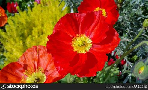 Closeup of beautiful red poppies