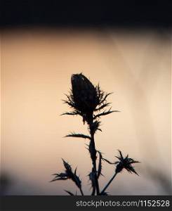 Closeup of beautiful silhouette of dry thistle flower in autumn against colorful background of sunset