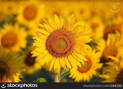 closeup of beautiful sunflower in the field