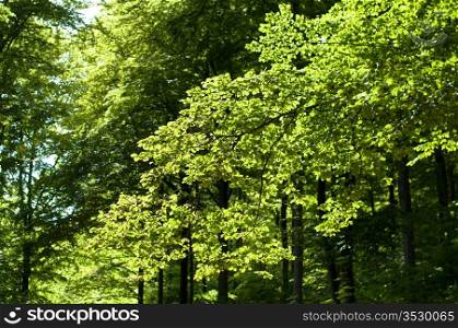 Closeup of beautiful sunny beech forest in springtime