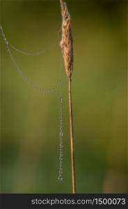 Closeup of beautiful thread of spider web covered by morning dew drops hanging from dry straw against blurry green background