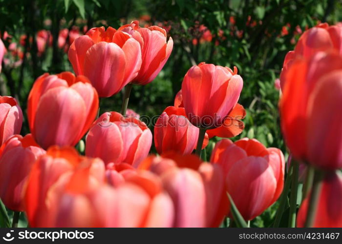 closeup of beautiful tulips