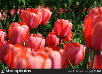 closeup of beautiful tulips