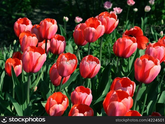 closeup of beautiful tulips background