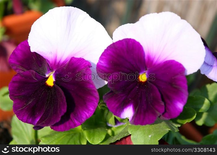 Closeup of beautiful two-color flower pansie