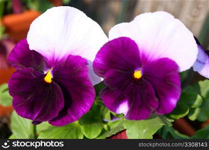 Closeup of beautiful two-color flower pansie