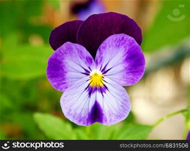 Closeup of beautiful two-color pansy flower