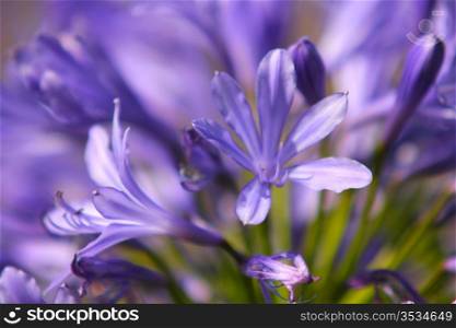 Closeup of beautiful violet flower, isolated towards similar colours