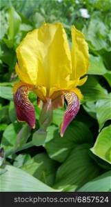 Closeup of beautiful yellow iris flower