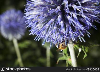 closeup of bee on purple thistle or Echinops bannaticus