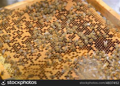 Closeup of beehive frame