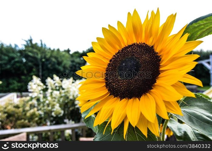 Closeup of big sunflower