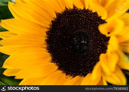 Closeup of big sunflower