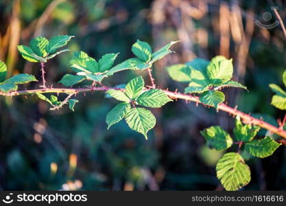 Closeup of blackberry leaves in evening summer sun