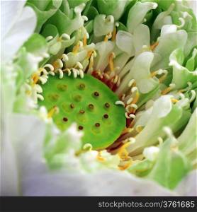closeup of blooming lotus flower
