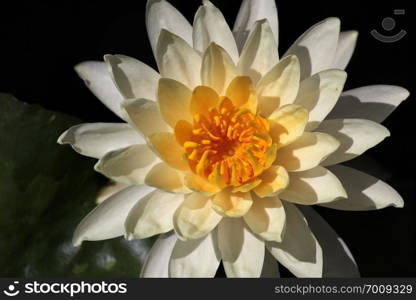 closeup of blooming lotus flower in pond