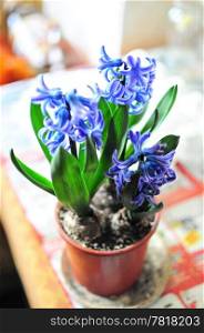 Closeup of blue blossoming hyacinth flower in pot