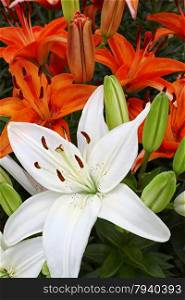 Closeup of bright colorful lilies