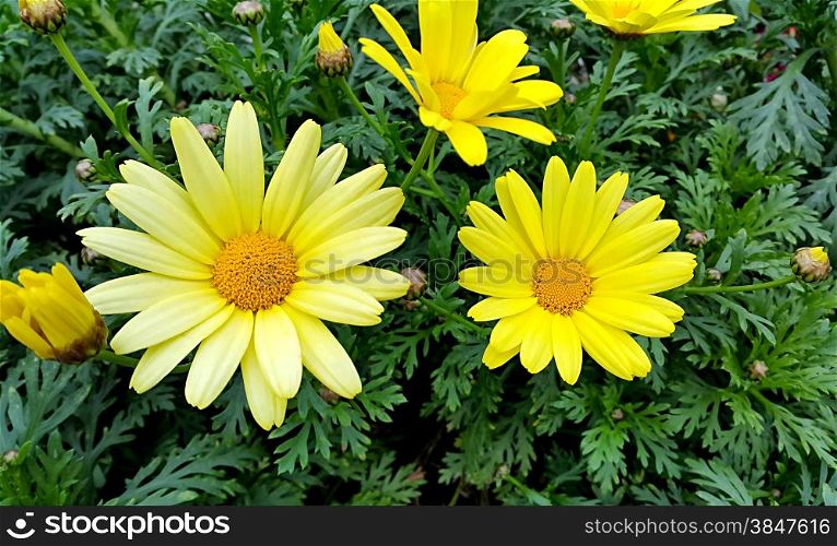 Closeup of bright yellow flowers