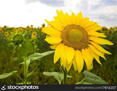 Closeup of bright yellow sunflowers on the field