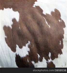 closeup of brown and white cowhide in square format