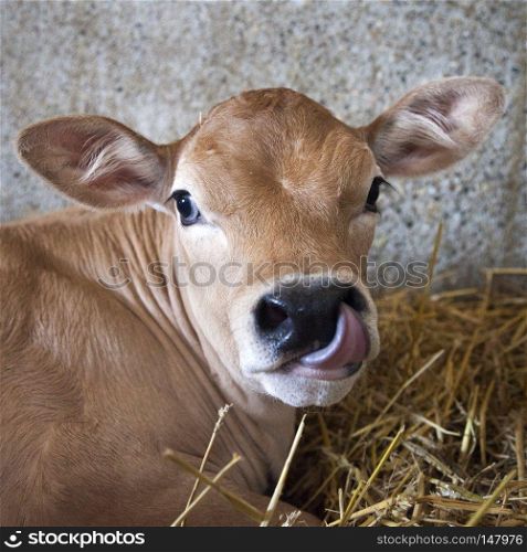 closeup of brown calf that lies in straw of barn and looks into camera