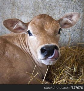 closeup of brown calf that lies in straw of barn and looks into camera