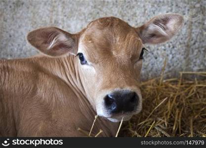 closeup of brown calf that lies in straw of barn and looks into camera