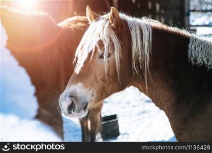 Closeup of brown horse is standing on an idyllic paddock in winter, sunshine