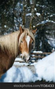 Closeup of brown horse is standing on an idyllic paddock in winter, sunshine