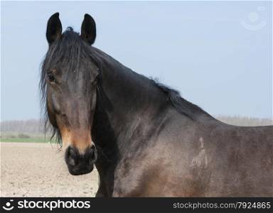 closeup of brown horse mammal standing in the field with blue sky as background