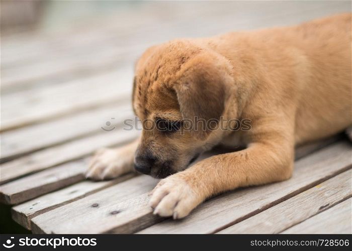 Closeup of brown puppy