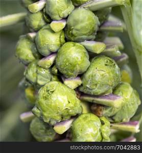 closeup of brussel sprouts on stem of plant in vegetable garden