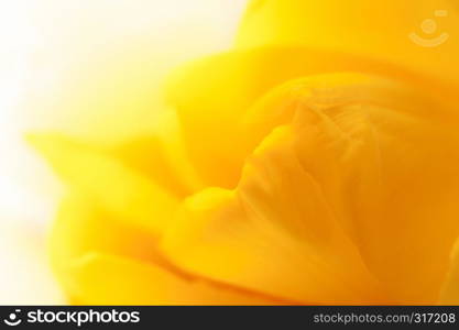 Closeup of bud yellow tulip soft blur bokeh texture in pastel vintage colors for a background. Tulipa bud on a white background.. Closeup of bud yellow tulip soft blur bokeh texture in pastel colors for a background. Copy space.