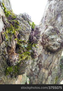 Closeup of burl on a grey oak tree with green moss, another burl in the background on trunk