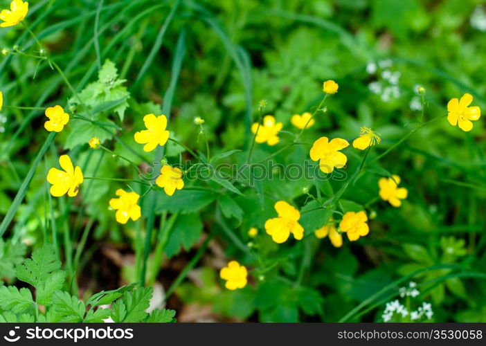 Closeup of buttercups amongst woodruff white flowers