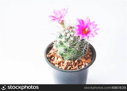 Closeup of cactus with pink flowers on white background