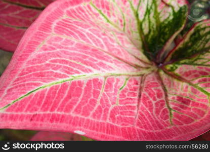 Closeup of caladium leaf texture background. Red leaf with green veins