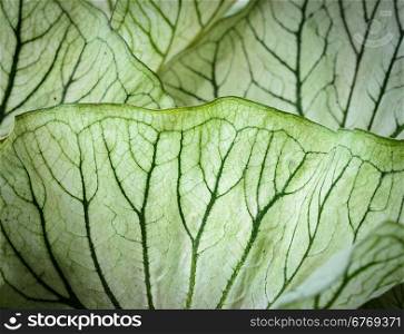 Closeup of caladium leaf texture background. White leaf with green veins